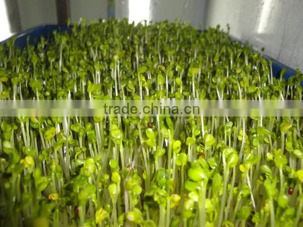 2016 electric bean sprout maker bean sprout making machine