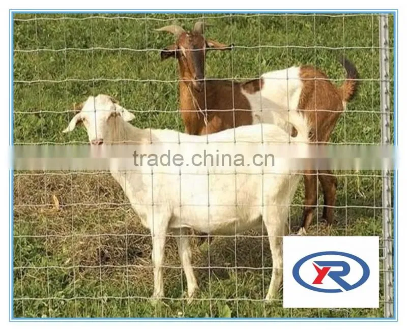 low price 1/2 ,1/4 inch hot dipped galvanized welded wire mesh made in china