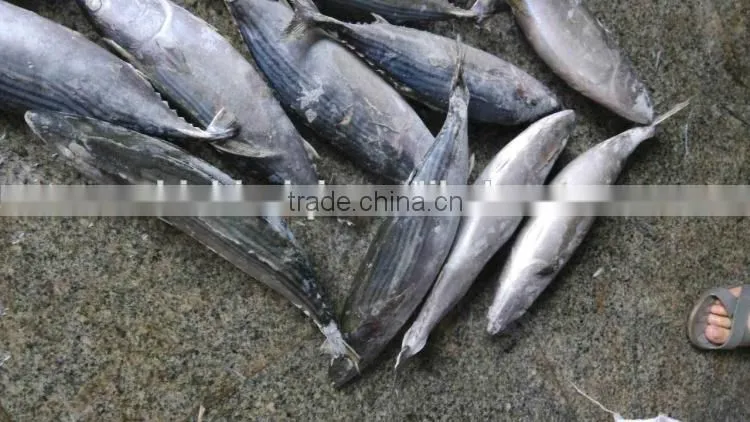 frozen bonito sarda sarda 750-1000G