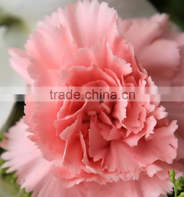 Wide variety Medium pink crazing selling carnation