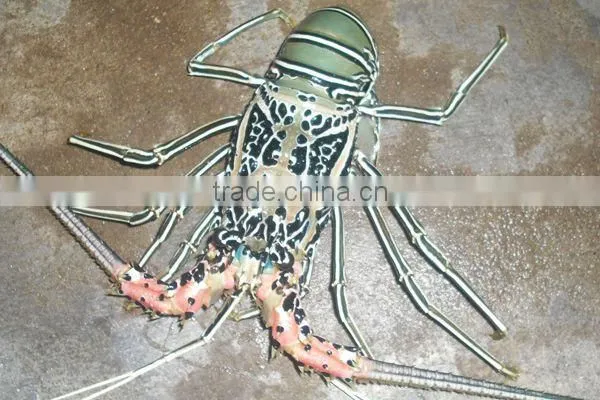 Live Flower Lobster (Panulirus Ornatus) and Mud Crab (Scylla Serrata), Live Tiger Prawn and other live Seafoods