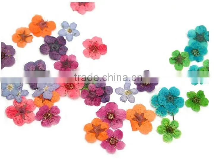 H1-034 12COLORS Dried Flowers for Nail Art Embeddi(12Colours ) 1.These dried DRY FLOWER ,Real dry flower