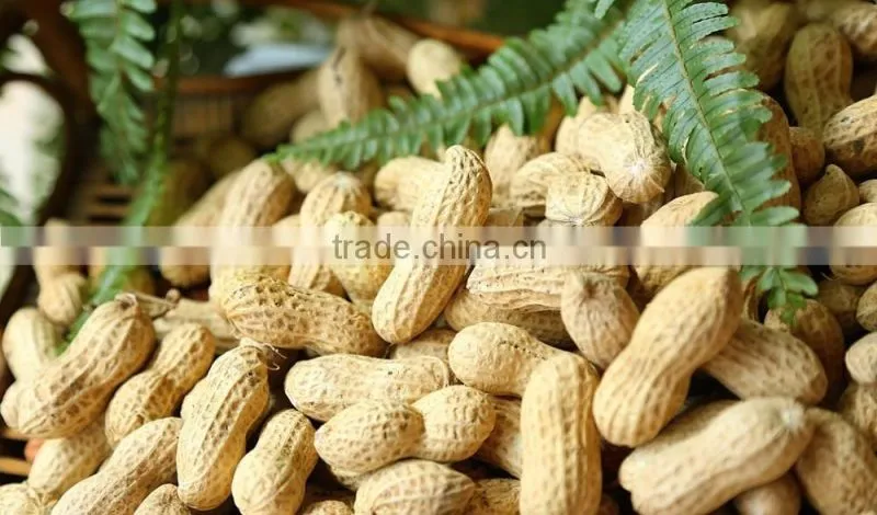 150/185g/227g Fried peanut in Bags/canned From China ,best price