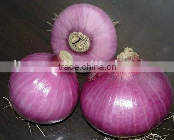 Chinese Juyuan New Crop Fresh Onion