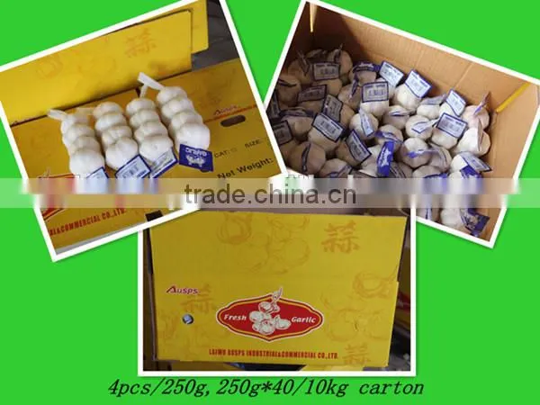 chinese garlic