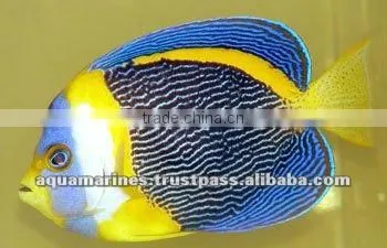 Australian Wholesale Tropical Fish Aquarium Marine Fish