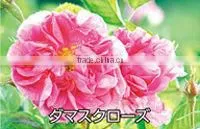 ROSE CLEAR TEETH GEL Whitening Toothpaste Mouthwash
