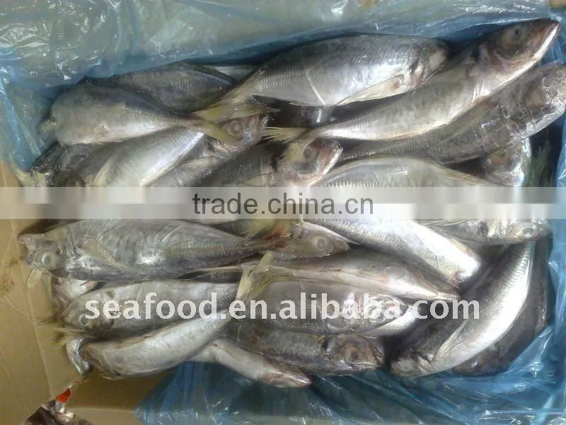 Whole round frozen horse Mackerel on sale
