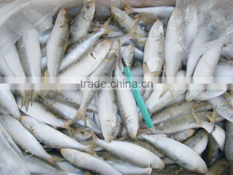 best and fresh sardine for canning