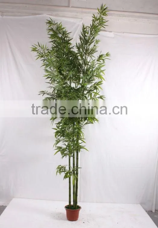 Lucky bamboos