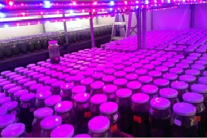 How to Choose The Right LED Lighting in Plant Tissue Culture?
