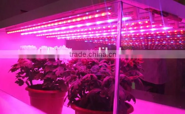 T8 led tube grow light for greenhouse, t8 red blue led plant grow light tube for hydroponic lettuce