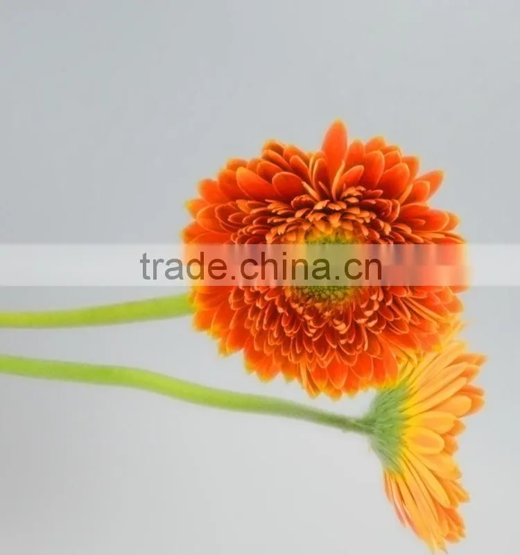 Popular Golden Sun exquisite wedding flowers gerberas