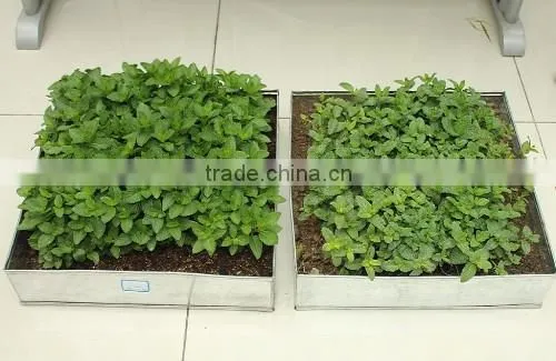 horticultural vermiculite