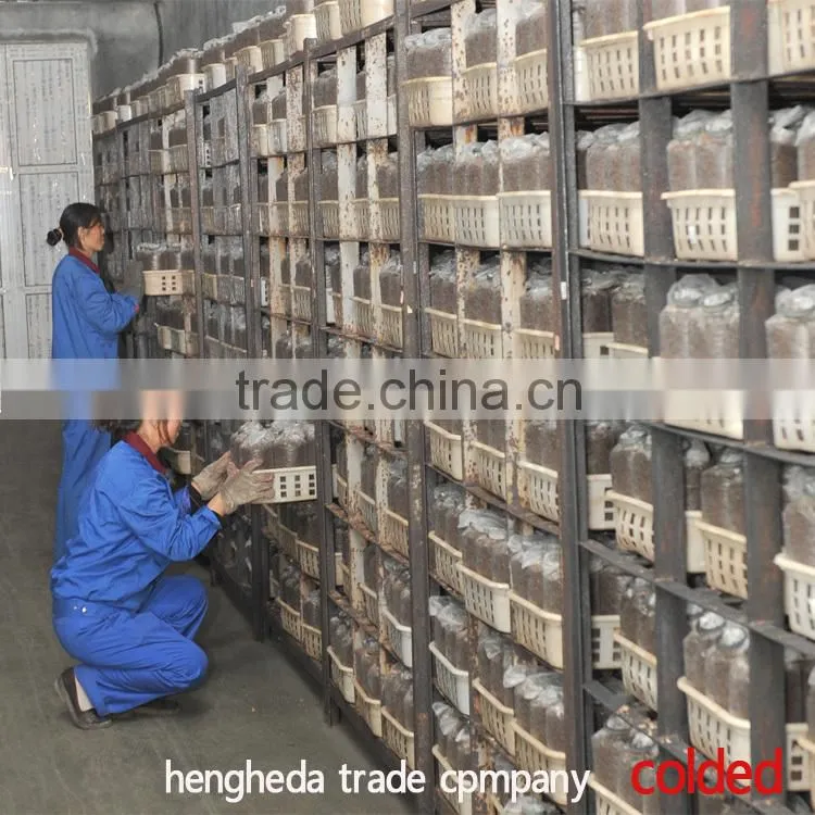 best selling Chinese style fresh mushroom in plastic drums