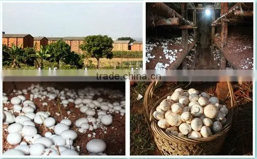Agaricus fatia cogumelo in conserva in chemical to Brasil
