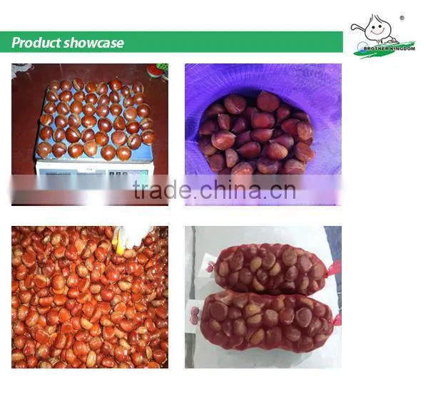 high quality chestnut/New crop chestnut/fresh chestnut