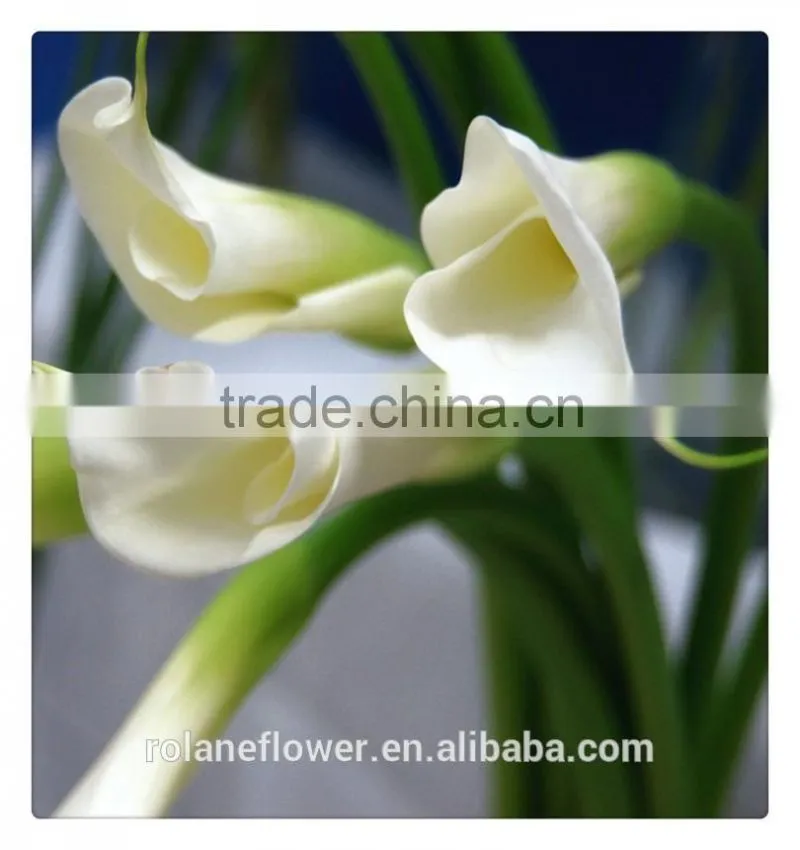 Beautiful Natural fresh cut colorful calla lily flowers for decoration
