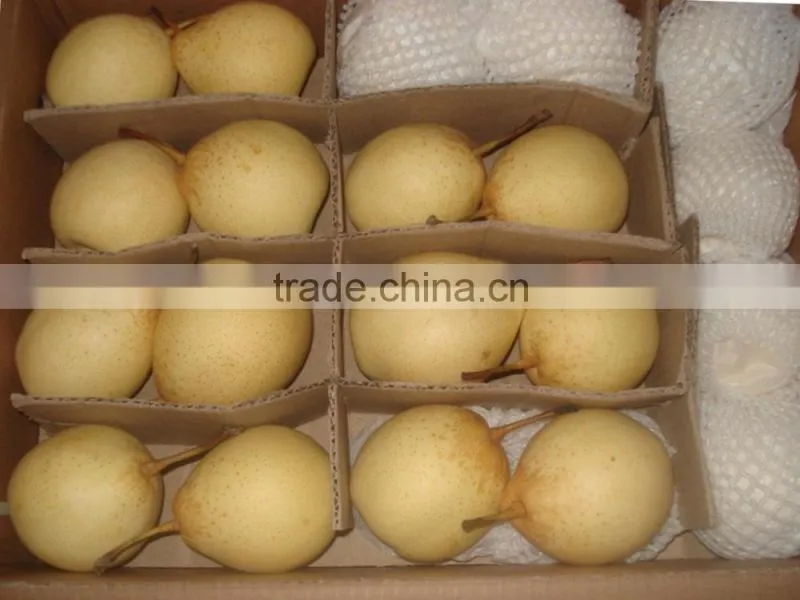 New crop ya pear of China fruit with best quality
