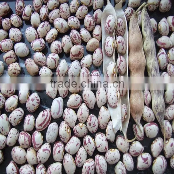 White kidney bean for sale