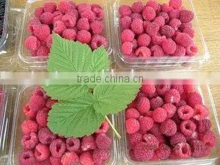 2016 Common and Organic Season Frozen iqf Raspberry