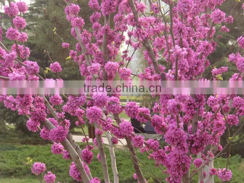 2016 High Germination Rate Chinese Redbud Seeds For Planting