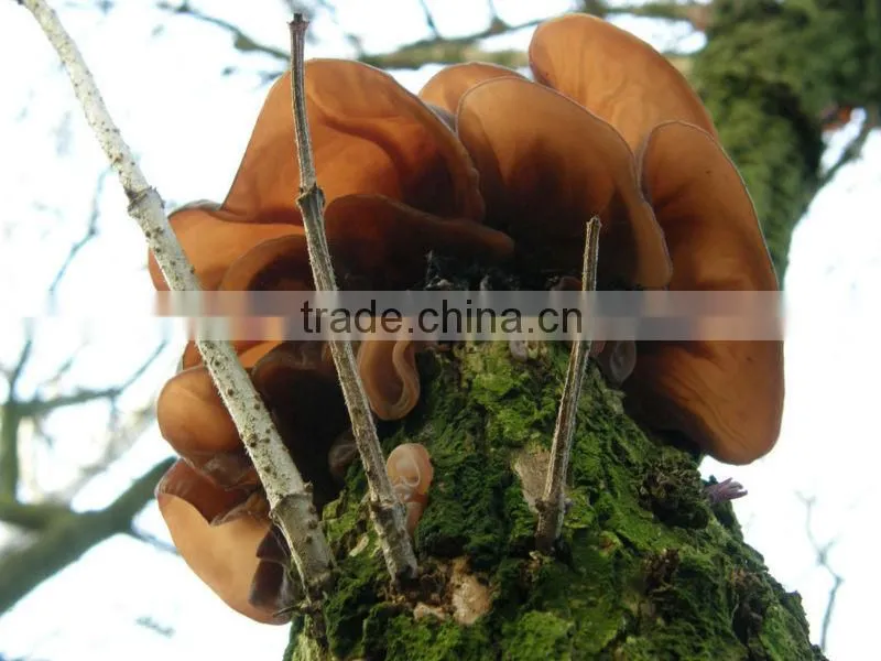 dried black fungus