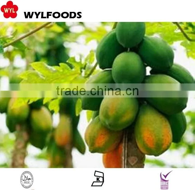 IQF frozen Papaya dices HIGH quality 2015