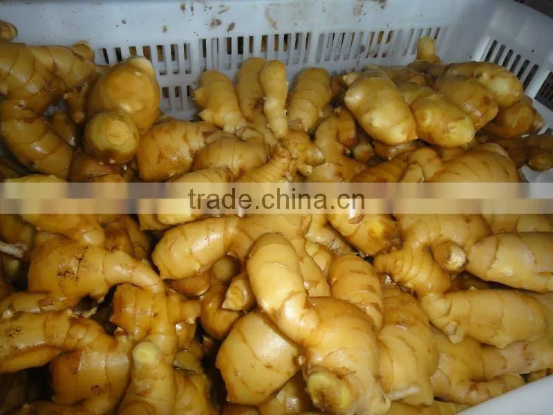 Fresh washed Ginger