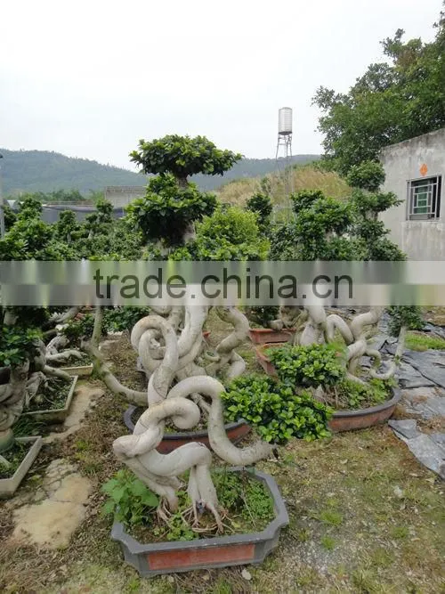 peculiar dragon ficus microcarpa