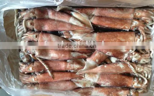 HACCP FDA ISO QS Certification Frozen Loligo Squid