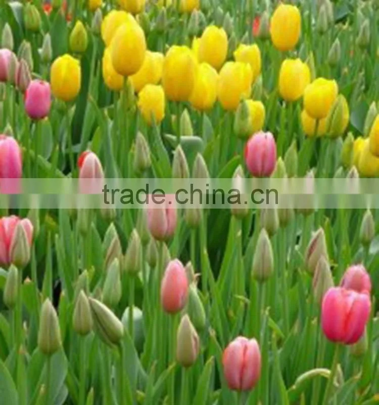 Fashion Crazy Selling decorative tulip