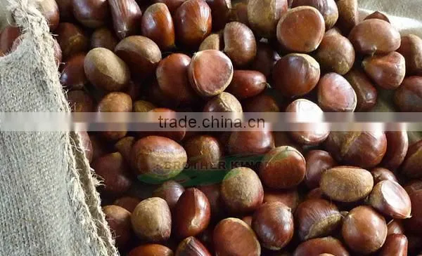 Wholesale chestnut /Horse chestnut/Chestnut from fty