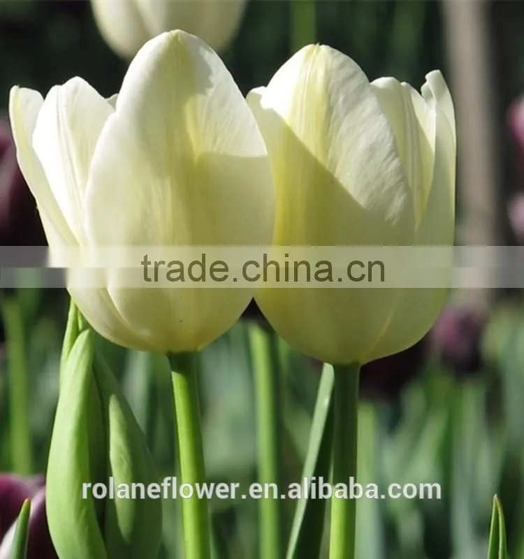 Graceful high quality white tulip flower for exporting