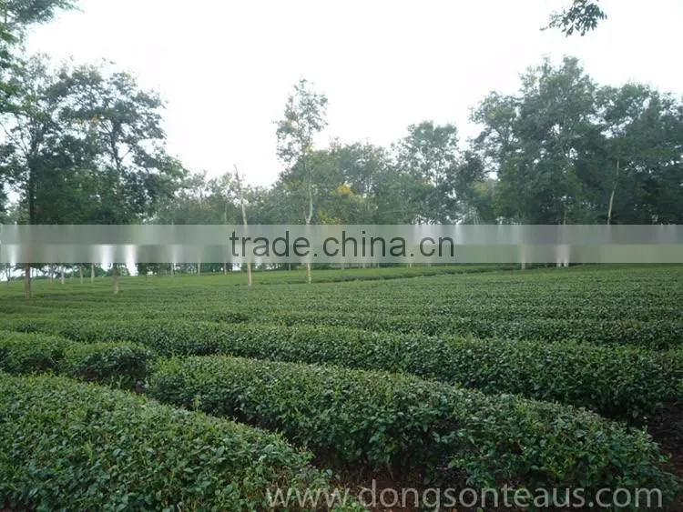 High quality black tea