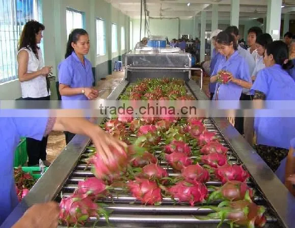 DRAGON FRUIT