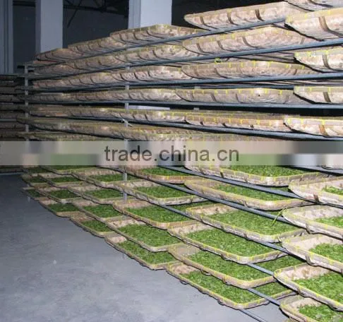 Lan Gui Ren Ginseng Oolong Tea