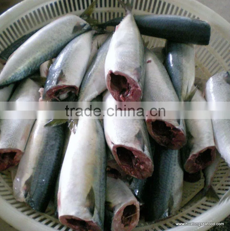HGT horse mackerel seafood mackerel