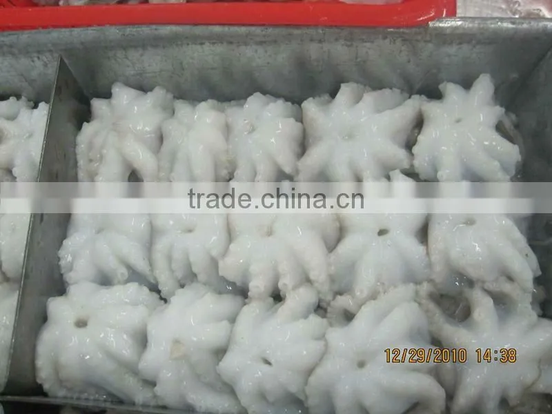 Frozen baby Octopus