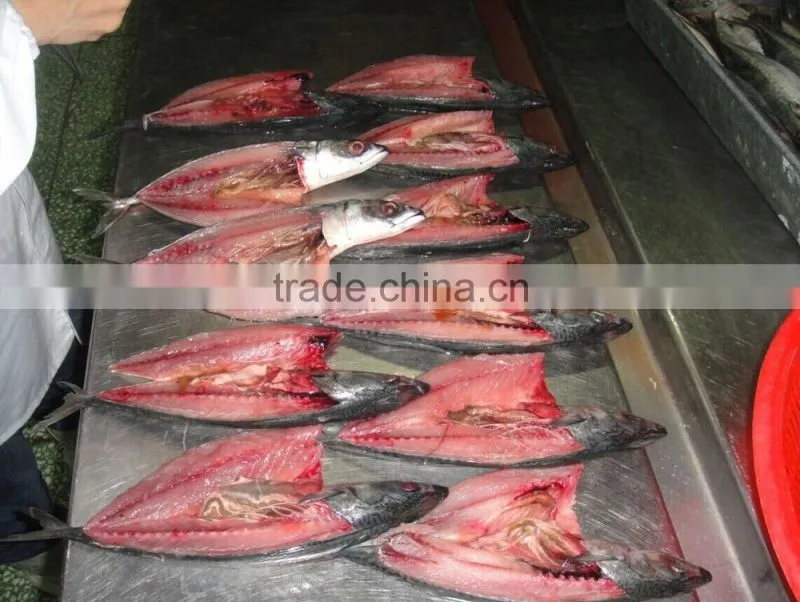 frozen block mackerel flaps