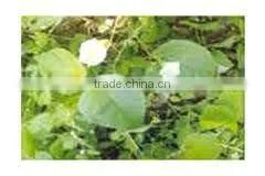 Nirgundi Extract ( Oil Soluble )