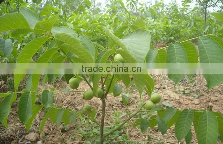 walnut tree seedling