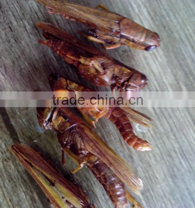 Pet Food Fish Food Freeze Dried Crickets