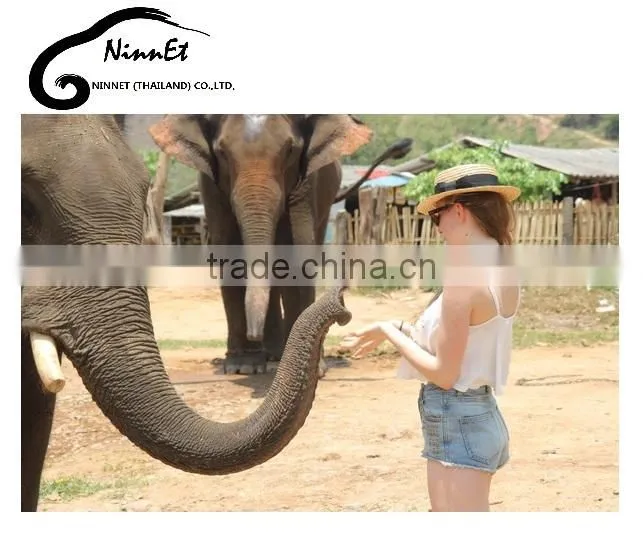 Wood Carved Elephant from Thailand