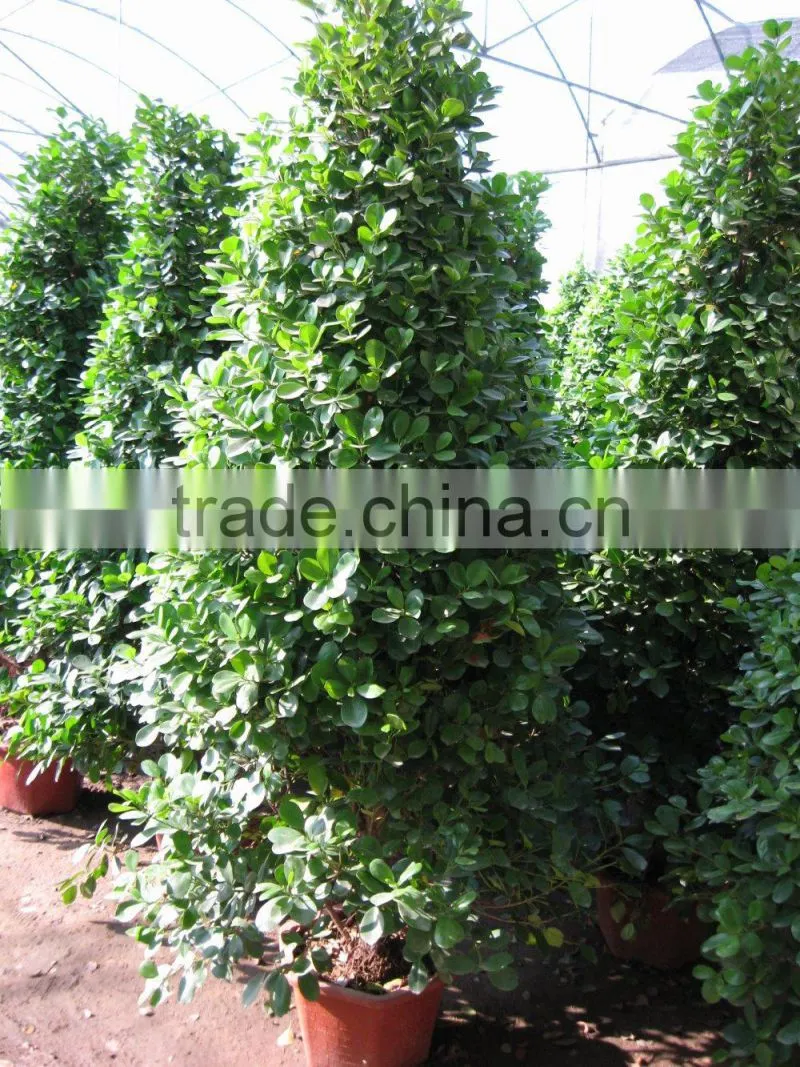 Ficus panda