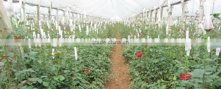 Fresh factory direct flower hydrangea