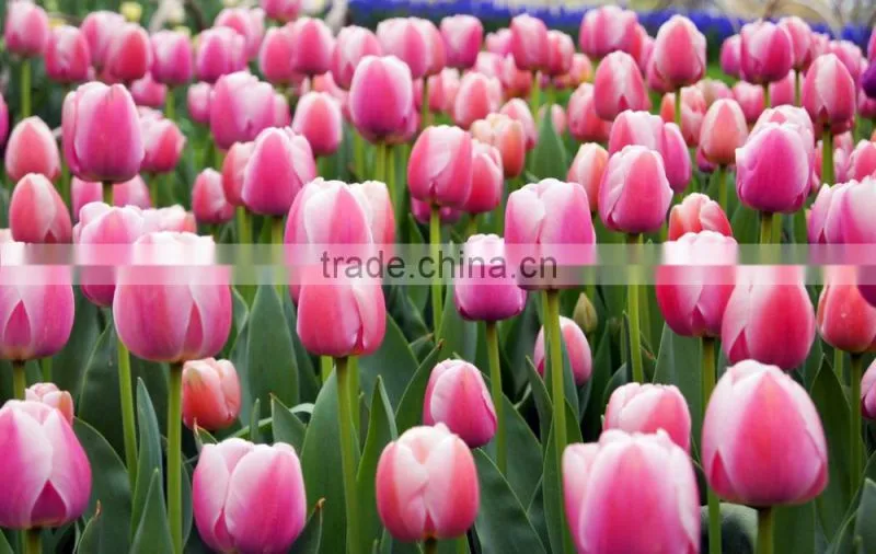supply beautiful fresh cut red color tulip bulb