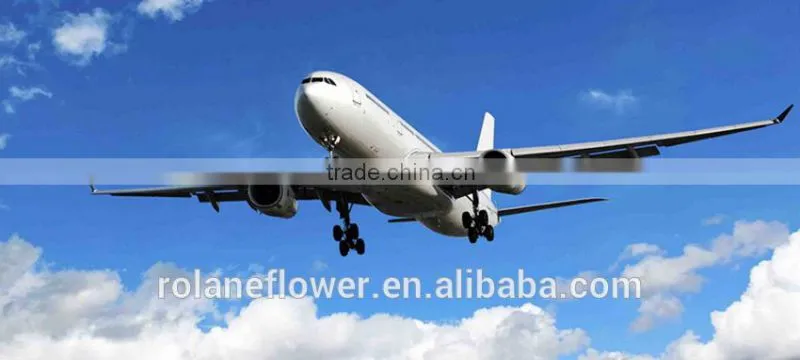 Supply gypsophila million stars cutting new gypsophila with 1kg/bundle from Yunnan, China