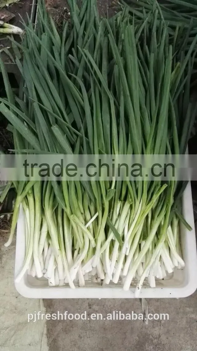 IQF Scallions