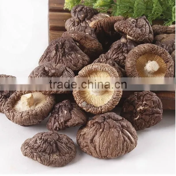 dried oakwood mushroom